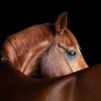 Slideshow: World Photography Organisation announces the 2021 National Awards winners