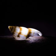 Macro Photography Ideas to Try at Home