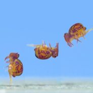 Video: Recording bouncy bugs with a Phantom camera at 73,000 fps to see how they move