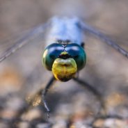 What Is Magnification in Photography?