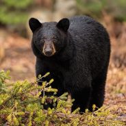 All Nikon Full-Frame Cameras as of 2021, Compared