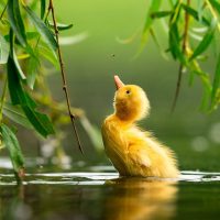Slideshow: 2021 Bird Photographer of the Year finalists