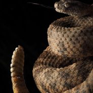 Why Do I Photograph Snakes?