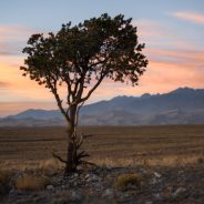 Best Lenses for the Nikon Z7 / Z7 II