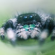 Nikon FTZ Adapter Lens Compatibility, Explained