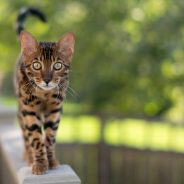 Nikon Z7 II vs Nikon D850