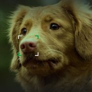 NOSEiD app helps reunite lost dogs with their owners using photos of their noses