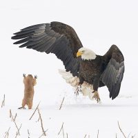 Slideshow: The best entries so far for the 2021 Comedy Wildlife Awards