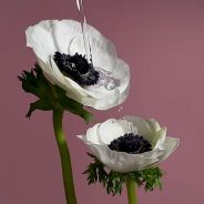 Video: Apple shows off photo, video capabilities of iPhone 12 in new ‘Everyday Experiments: Full Bloom’ ad