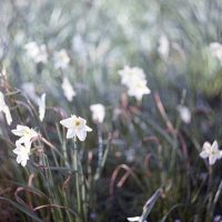 Film Fridays: A closer look at Konica Centuria Chrome, a film stock you’ve probably never used