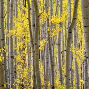 Nikon Z 24-200mm f/4-6.3 VR Review