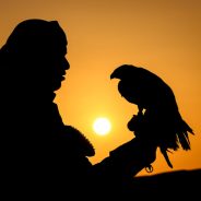 Nikon Zfc vs Nikon Z50