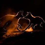 Slideshow: Winners of the Nature TTL Photographer of the Year 2021 competition