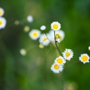 The Best Macro Lenses for Nikon