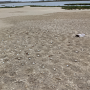 Thousands of seabird eggs destroyed by two careless drone pilots