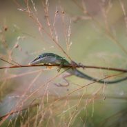 To the Guy Who Accused Me of Faking My Macro Photo