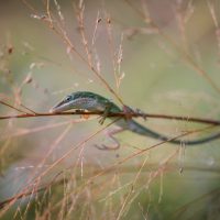 To the Guy Who Accused Me of Faking My Macro Photo
