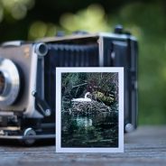 Video: Photographer uses a 4×5 large format camera and expired film for wildlife photography