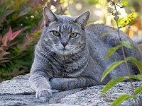 Canon RF 600mm F11 real-world samples