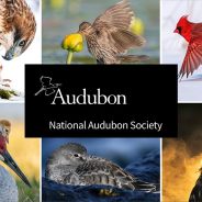 Slideshow: Winners of the 2021 Audubon Photography awards