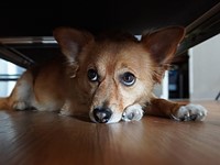 Sony ZV-E10 sample gallery