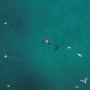 Video: Drone operator helps rescue fisherman he saw being attacked by a shark