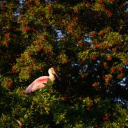 Current Nikon Z Cameras, Lenses, and Accessories Explained