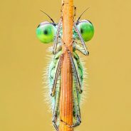 Gallery: International Garden Photographer of the Year Macro Art 15 Competition Winners