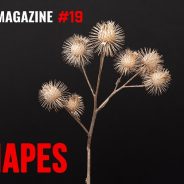 Slideshow: Winners and finalists of AAP Magazine’s #19 SHAPES competition