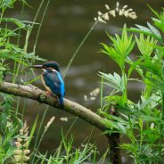 Canon RF 16mm f/2.8 and 100-400mm f/5.6-8 Announcements