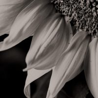 How to Take Better Photographs Indoors