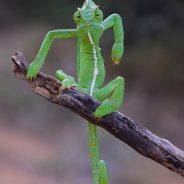 Slideshow: 2021 Comedy Wildlife Photo Awards Finalists