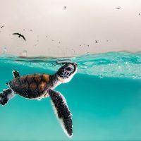 Slideshow: Ocean Photography Awards 2021 finalists
