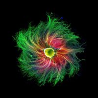 Slideshow: Winners of Nikon’s 47th annual Small World Photomicrography competition