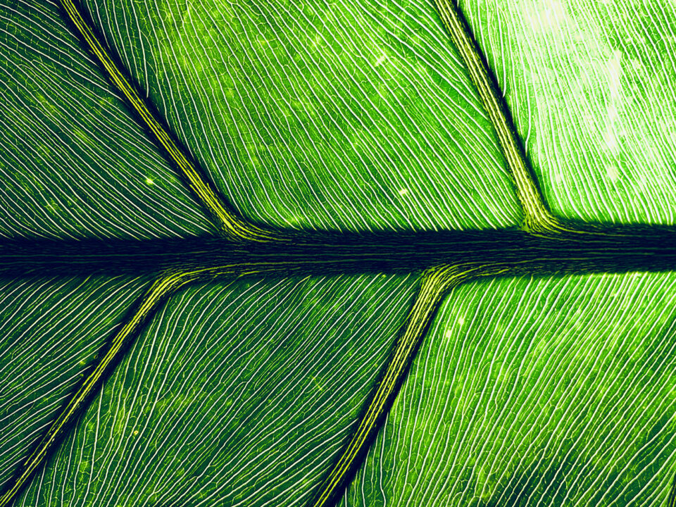 Focus Stacking #3