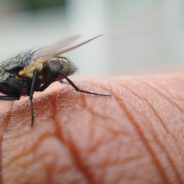 Mastering Focus Stacking for Stunning Macro Shots