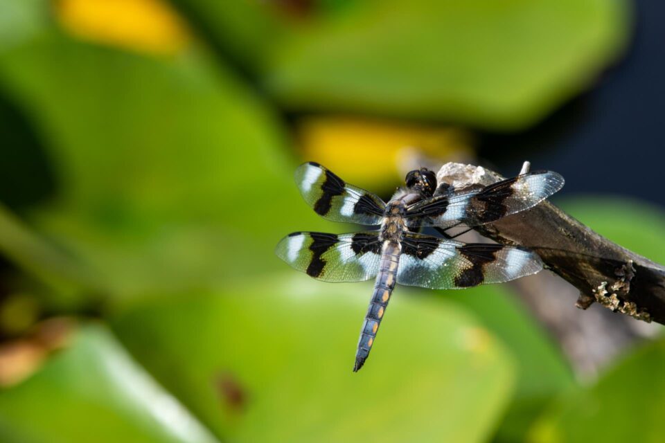 Focus Stacking #5