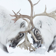 Slideshow: 2021 Wildlife Photographer of the Year winners and finalists