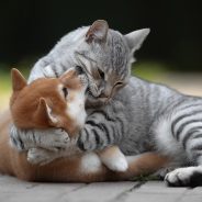 Slideshow: Finalists for the Animal Friends Comedy Pet Photo Awards 2021