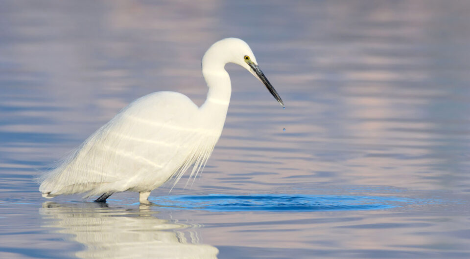 Little Egret #5