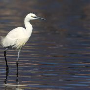 The Four Seasons of the Little Egret