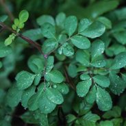 What to Photograph When There’s Nothing to Photograph