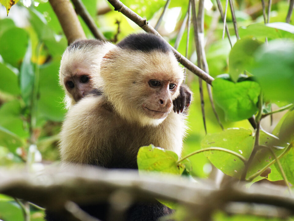 baby monkey with harsh light used exposure compensation to properly expose image