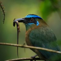 Best Wildlife Photography Settings for Beginners