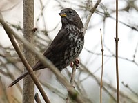 We've updated our gallery of samples from the new Sony a1