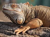 Sony a7 IV sample gallery (DPReview TV)