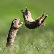 Slideshow: The hilarious winners of the 2021 Comedy Wildlife Photography Awards