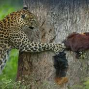 Slideshow: Winners and Finalists of the 2021 Nature inFocus Photography contest