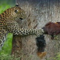 Slideshow: Winners and Finalists of the 2021 Nature inFocus Photography contest