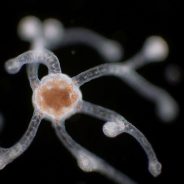 Video: An incredible microscopic look at plankton in motion shows the beauty of the oft-ignored organism